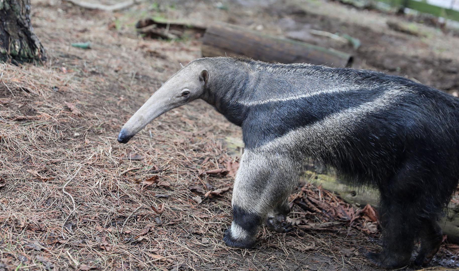 Giant anteater walking through enclosure with bare ground beneath Image: ALLIE MCGREGOR 2024